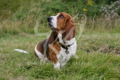 Basset Hound