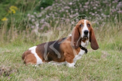 Basset Hound