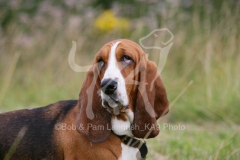 Basset Hound