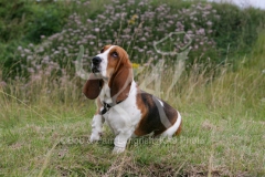 Basset Hound