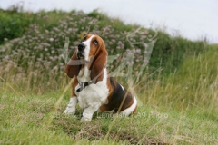 Basset Hound