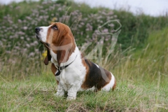 Basset Hound