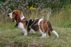 Basset Hound