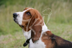 Basset Hound