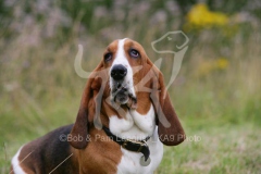 Basset Hound