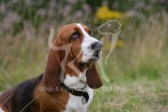 Basset Hound