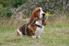 Basset Hound