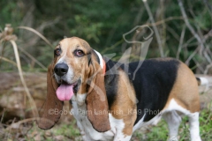 Basset Hound