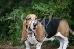 Basset Hound