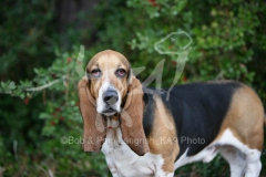 Basset Hound