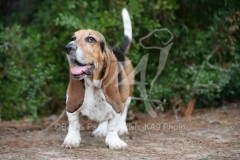 Basset Hound