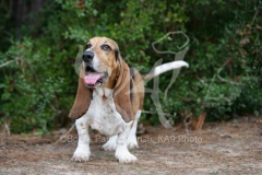 Basset Hound