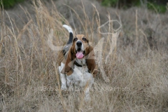 Basset Hound