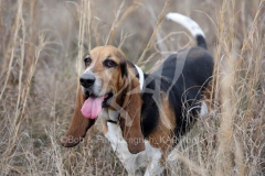 Basset Hound