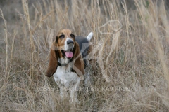 Basset Hound