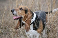 Basset Hound