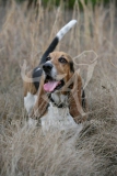 Basset Hound