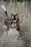 Basset Hound