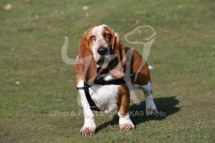 Basset Hound