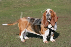 Basset Hound