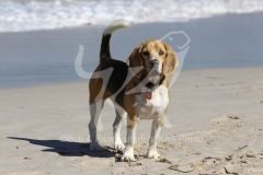 Beagle