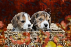 Beagle