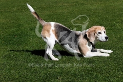 Beagle