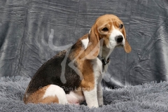 Beagle