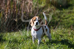 Beagle