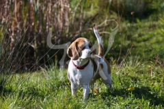 Beagle