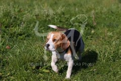 Beagle