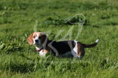 Beagle