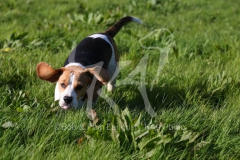 Beagle