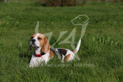 Beagle