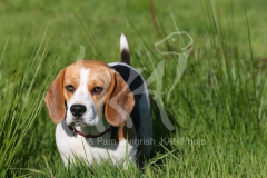 Beagle