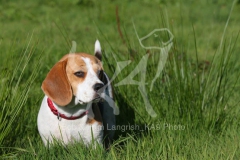 Beagle