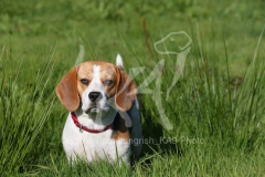 Beagle