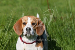 Beagle