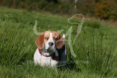 Beagle