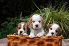 Beagle