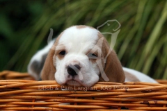 Beagle