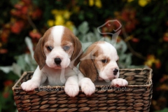 Beagle