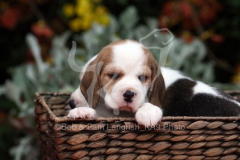 Beagle