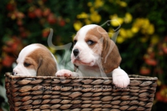 Beagle