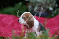 Beagle