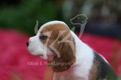 Beagle