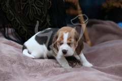 Beagle