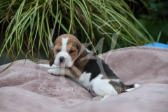 Beagle