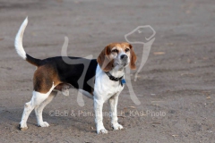 Beagle