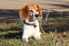 Beagle